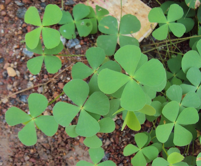 Marsilea quadrifolia